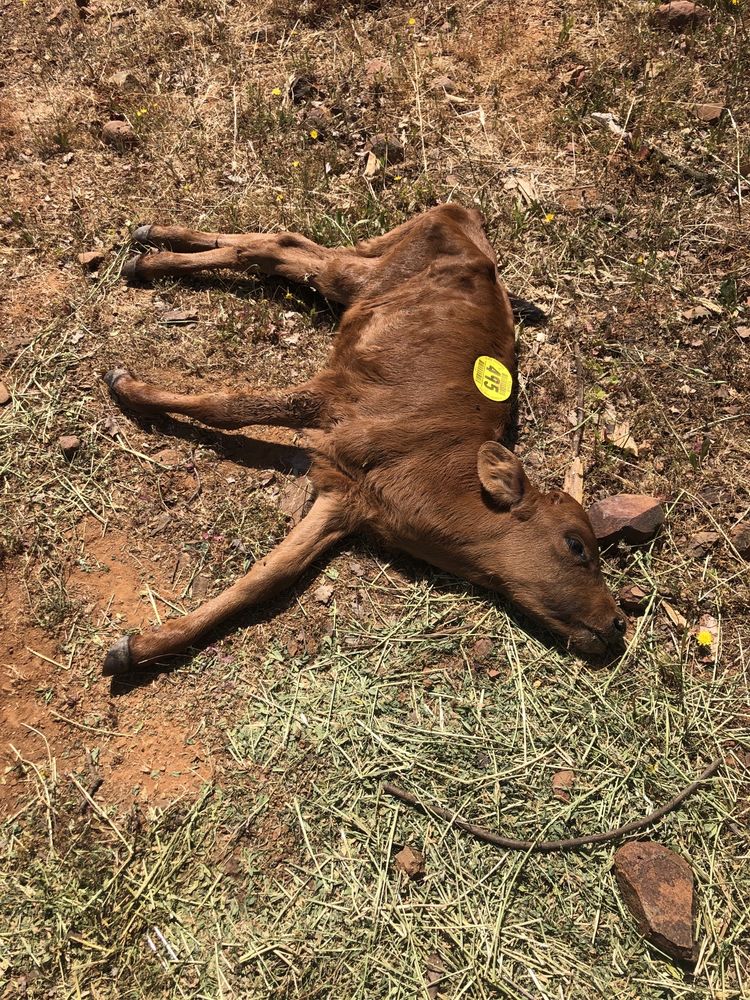 ESCALON LIVESTOCK MARKET Updated May 2024 10 Photos 25525 Lone
