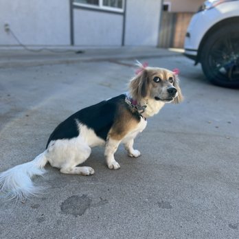 Canine Castle - Pet Groomers Near Me - Simi Valley, California