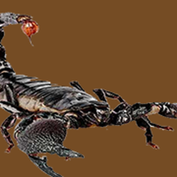 Atascosa Exterminating