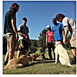 Majors Academy Dog Training and Rehabilitation - Group Classes Madison, WI