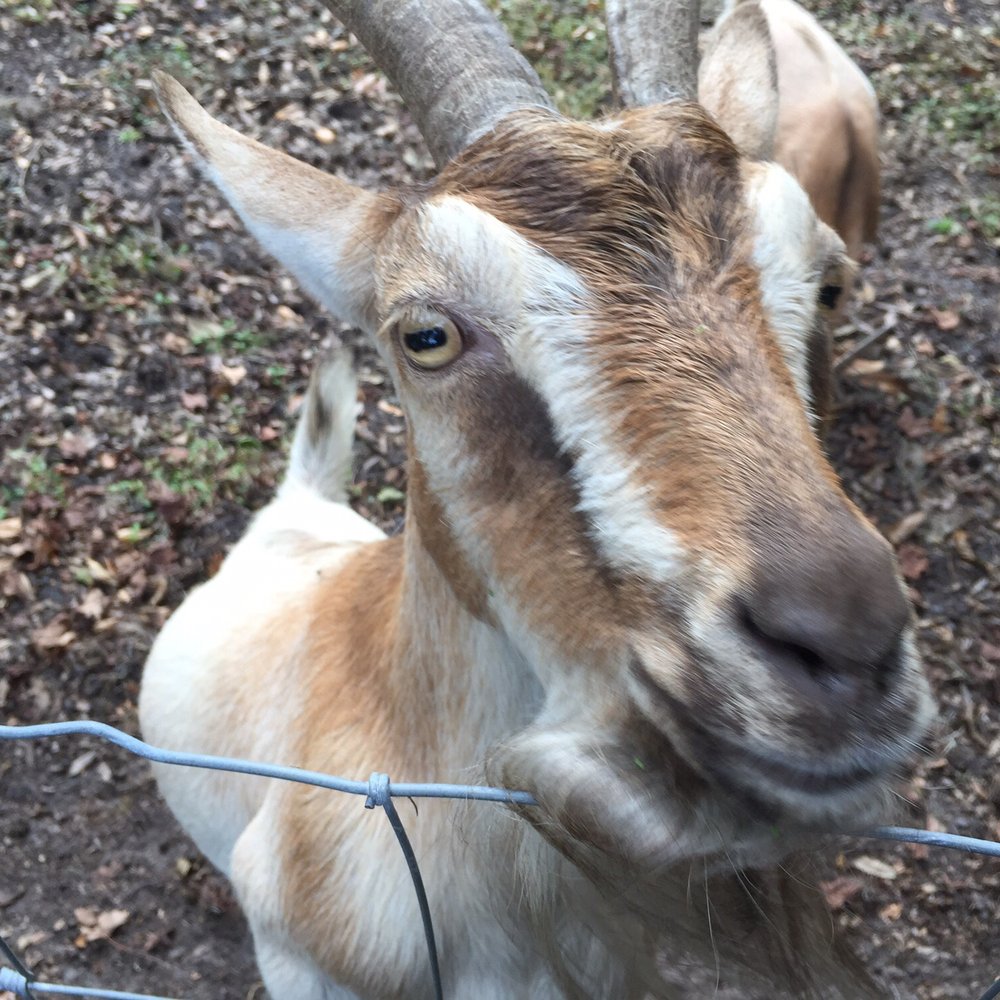 All About Savannah Tours - Wormsloe goats! - Tours Near Me All About Savannah Tours - Wormsloe goats! - Tours Near Me