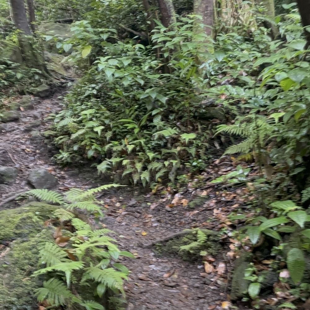 Lulumahu Falls - Hiking Near Me - Honolulu, Hawaii Lulumahu Falls - Hiking Near Me - Honolulu, Hawaii