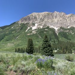 Crested Butte Wildflower Festival - "Gothic Wildflowers", led by Mary Harte