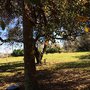 Photo of Ott's Off-Leash Sanctuary