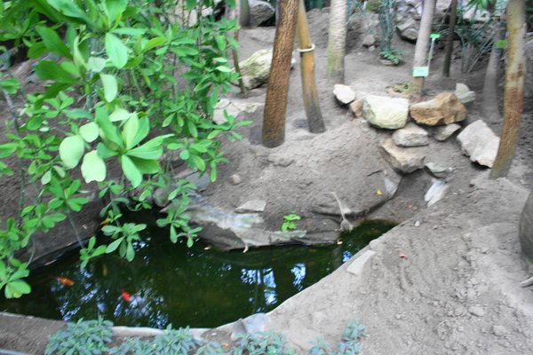 Palmiarnia Poznańska by null