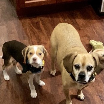 Wishing Well Veterinary Hospital - Maggie 4 month old Beage & Murphy 10 yr old Pug/Beagle mix - Veterinarians Near Me - Wayne, New Jersey Wishing Well Veterinary Hospital - Maggie 4 month old Beage & Murphy 10 yr old Pug/Beagle mix - Veterinarians Near Me - Wayne, New Jersey