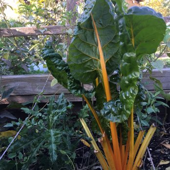 El Paseo Community Garden - golden beets? - Community Gardens Near Me - Chicago, Illinois El Paseo Community Garden - golden beets? - Community Gardens Near Me - Chicago, Illinois