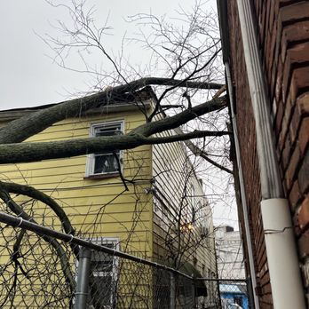 Knock Out Service - No worries We will Handle it !!!! - Tree Services Near Me