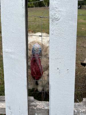 Keneke's Grill at Punaluu by null