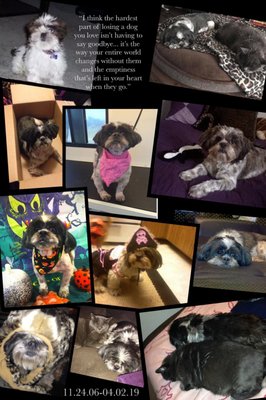 beach city animal hospital