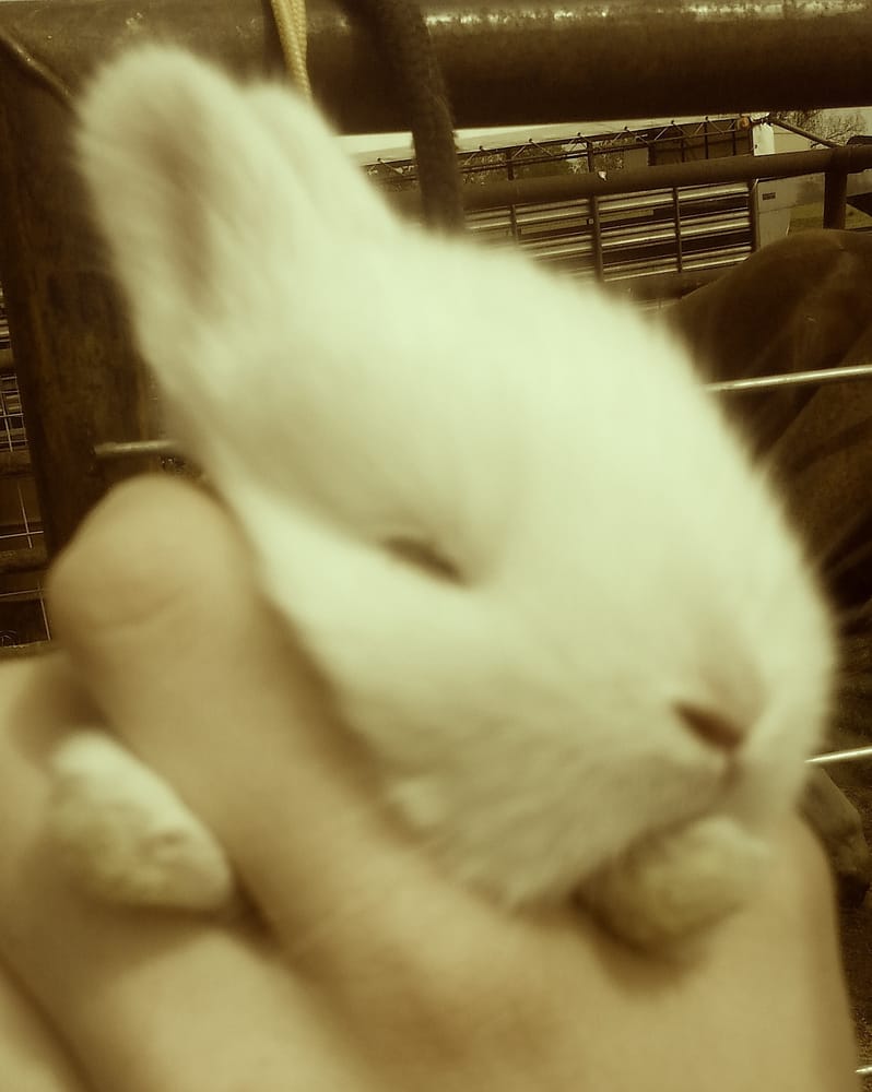 Jc Stockyards Livestock Auction - equestrian in Meeker, OK