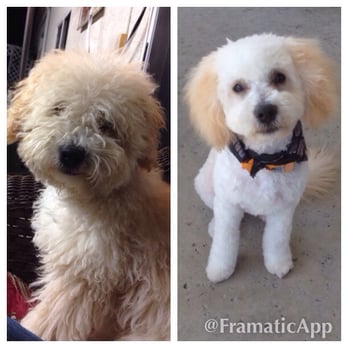Tender Touch Grooming - Teddy Before & After! Amazing work! - Pet Groomers Near Me - Granada Hills, California