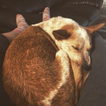It's A Dog's Life - Pet Groomers Near Me - Edmonton, Alberta It's A Dog's Life - Pet Groomers Near Me - Edmonton, Alberta