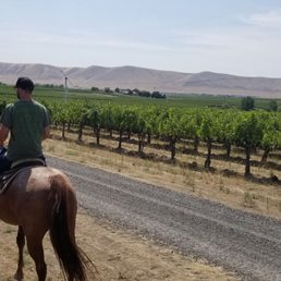 Horse backing riding through beautiful vineyard fields Horse backing riding through beautiful vineyard fields