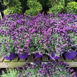Woodlawn Garden Centre - Bee Lavender (courtesy of Woodlawn website)