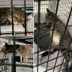 Pet Supermarket - Kitties for adoption!