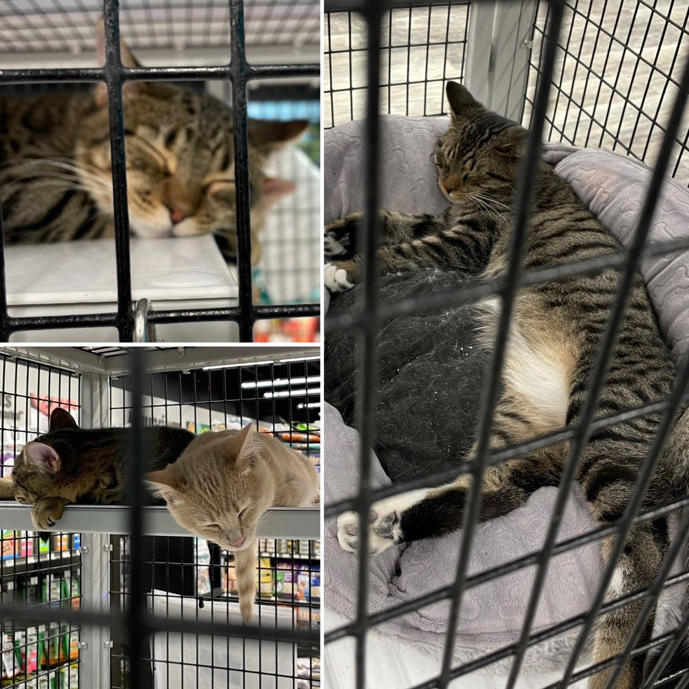 Pet Supermarket Image