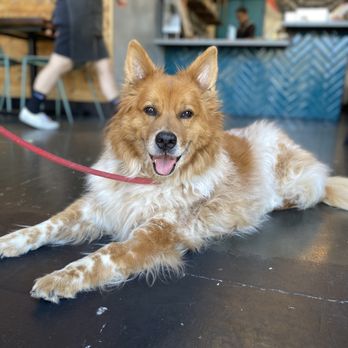 The Wild Chive - dog-friendly for our pup Adelaide! - Vegan Near Me - Long Beach, California The Wild Chive - dog-friendly for our pup Adelaide! - Vegan Near Me - Long Beach, California