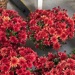 Buttonwood Farm - Fall mums