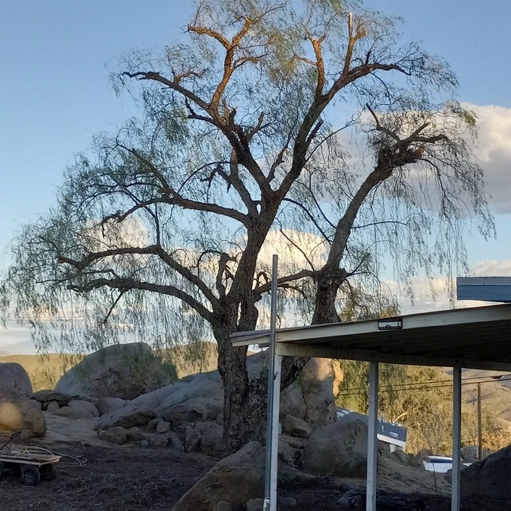 Steve's Tree Service - Pepper tree trimmed - Tree Services Near Me