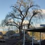 Steve's Tree Service