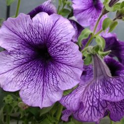 Camelot Gardens  - Pentunia