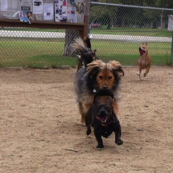 Recreation Dog Park - Ranger loves this park - Dog Parks Near Me - Long Beach, California Recreation Dog Park - Ranger loves this park - Dog Parks Near Me - Long Beach, California