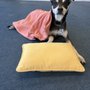 The Nauti-Dog