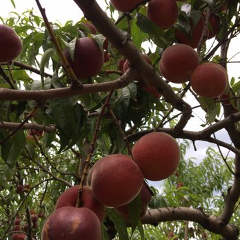 Hollin Farms - Loved row 3 & 4 for darker skin peaches that are sweeter - Fruits & Veggies Near Me - Delaplane, Virginia