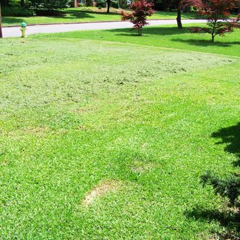Harrell Lawn Care Services - a view of a lawn - Landscaping Near Me - Huntsville, Alabama Harrell Lawn Care Services - a view of a lawn - Landscaping Near Me - Huntsville, Alabama