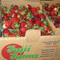 Fujii Farms - Hood Strawberries