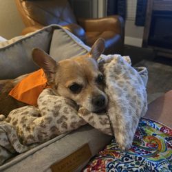 Tangerine Pet Clinic - Thank you! So Grateful!!