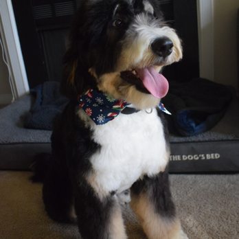 Groomingdale's - Asked for a long cut all around...Groomingdale's rocked it the first time and out did themselves for the 2nd time with us! - Pet Groomers Near Me - Norfolk, Virginia