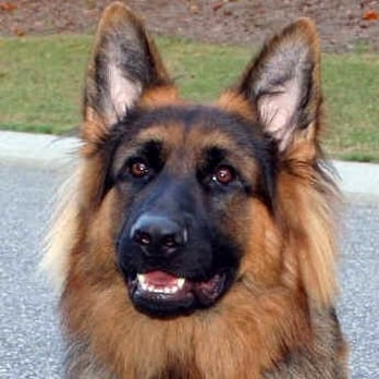 Best in Breed Dog Training - Pet Training Near Me - Ball Ground, Georgia Best in Breed Dog Training - Pet Training Near Me - Ball Ground, Georgia