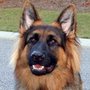 Photo of Best in Breed Dog Training