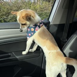 Dog Dog