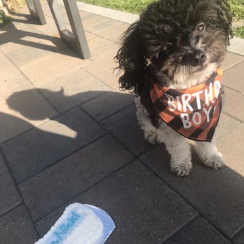 Redondo Dog - My b-day boy! - Pet Services Near Me - Carson, California Redondo Dog - My b-day boy! - Pet Services Near Me - Carson, California