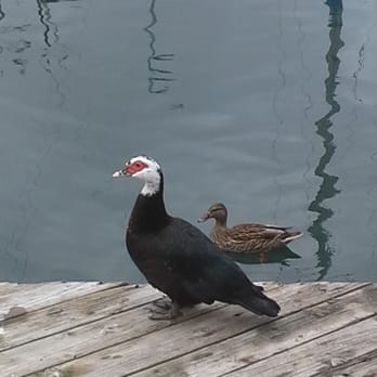 The Chowder Barge - Resident greeter - Seafood Near Me - Wilmington, California