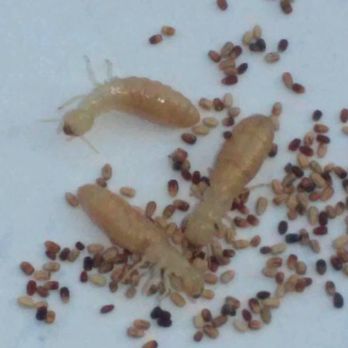 Termite Science - Picture of Drywood Termites and their droppings. - Pest Control Near Me Termite Science - Picture of Drywood Termites and their droppings. - Pest Control Near Me