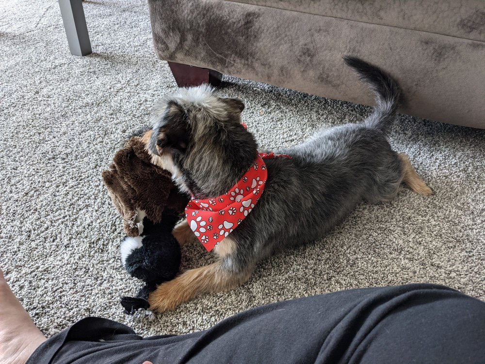 CLEAN DOG GREEN DOG Updated October 2024 20 Photos & 14 Reviews