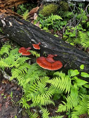 Looking Glass Falls by null