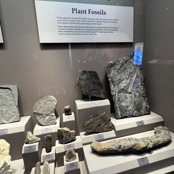 Tellus Science Museum - Information about the Paleozoic plant fossils. - Museums Near Me - Cartersville, Georgia Tellus Science Museum - Information about the Paleozoic plant fossils. - Museums Near Me - Cartersville, Georgia
