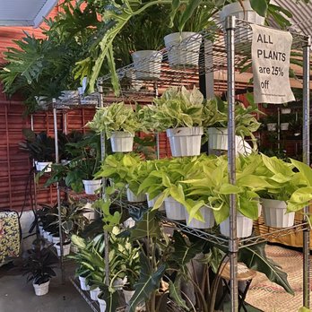 The Plant Chica - Nurseries & Gardening Near Me - leimert park, California The Plant Chica - Nurseries & Gardening Near Me - leimert park, California
