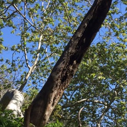 Rivas Canyon Trail - Bee hive