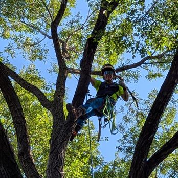 Shadywood Tree Experts - Doing a prune or tree trimming on this one. - Landscaping Near Me - Hopkins, Minnesota Shadywood Tree Experts - Doing a prune or tree trimming on this one. - Landscaping Near Me - Hopkins, Minnesota