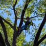 Photo of Shadywood Tree Experts
