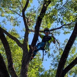 Shadywood Tree Experts - Doing a prune or tree trimming on this one.