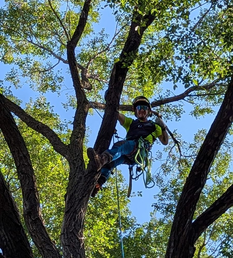 Shadywood Tree Experts - tree service in Hopkins, MN