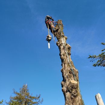 Paradise Tree Services - Cypress tree removal - Tree Services Near Me Paradise Tree Services - Cypress tree removal - Tree Services Near Me
