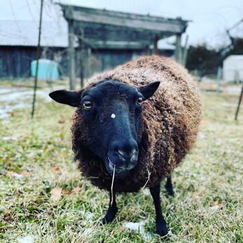 Learning Tree Farm Inc - Attraction Farms Near Me - Dayton, Ohio